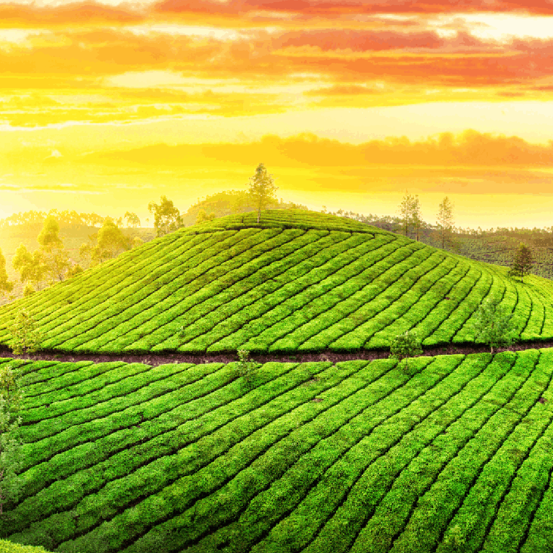 Munnar